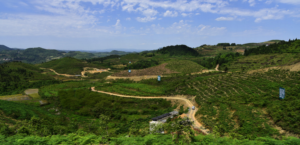 延綿的可大鄉(xiāng)油茶種植基地